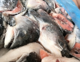 ĐẦU CÁ HỒI